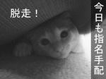 だまされるなこの顔に！