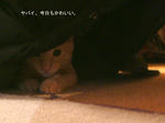 かわいい