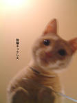 陰陽猫