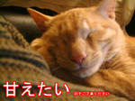 かまってくれなきゃ