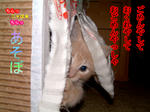 子猫の誘惑・あのねのね