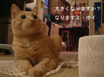 肌触りオッケー