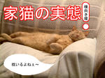 なんか特別扱い