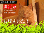 大人用のご飯がいい！
