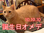 大きすぎますです