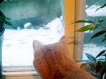 あれが雪ですか？