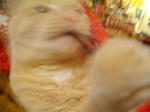 格闘