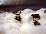 bees