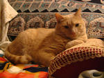 Cool the Cat
