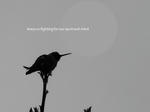 black humming bird