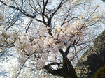 NEC_0269.JPG