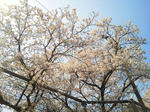 NEC_0270.JPG