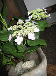 IMG_1263.JPG