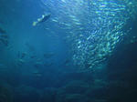 IMG_0453dezi.JPG