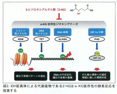 2-ヒドロキシグルタル酸の作用