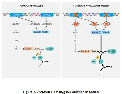 CDKN2A/B Homozygous Deletion in Cancer