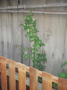 DSCN1137_m.jpg