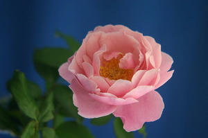 IMG_4690_l.jpg
