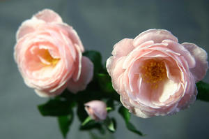 IMG_4707_m.jpg
