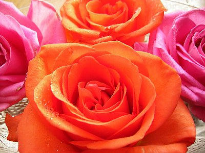 rose1.jpg