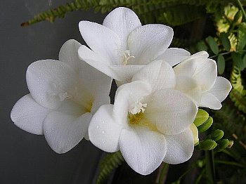 2008-04-06_furi2.jpg