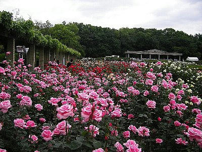2008-05-20_rose1.jpg