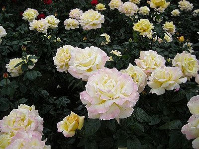 2008-05-20_rose3.jpg