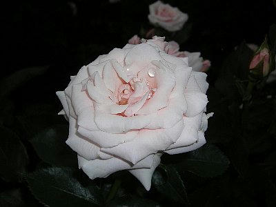 2008-05-20_rose6.jpg