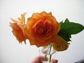 2008-05-09_rose4.jpg