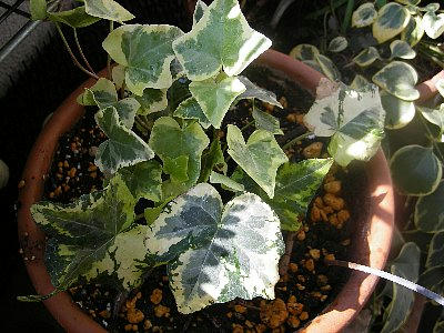 2008-10-20_ivy.jpg