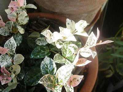 2008-10-20_113147.JPG