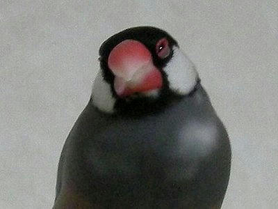 2008-10-09_dai.jpg