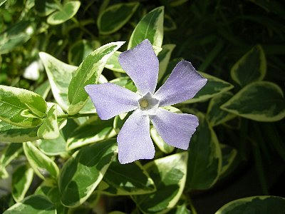 2009-04-19_hana1.jpg