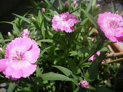 2009-04-19_hana2.jpg