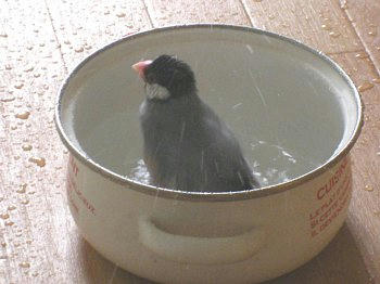 2009-06-16_bun1.jpg