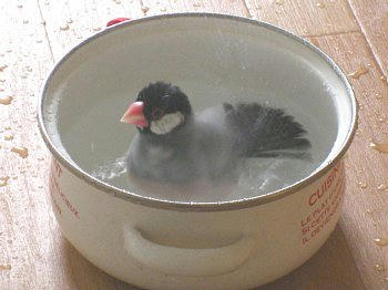 2009-06-16_bun2.jpg