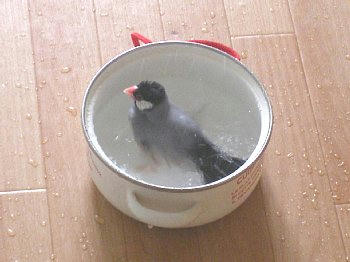 2009-06-16_bun3.jpg