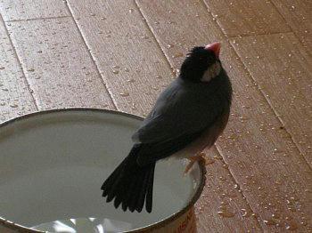 2009-06-16_bun4.jpg