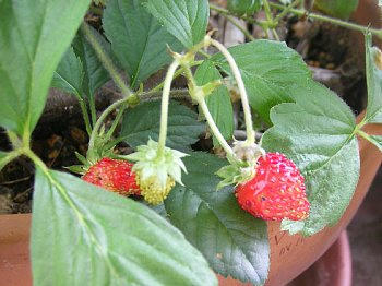 2009-06-19_berry.jpg