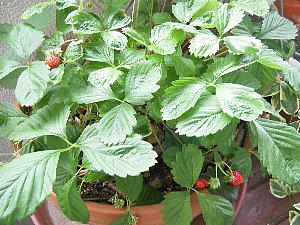 2009-06-19_berry2.jpg
