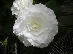 2009-06-23_hana2.jpg