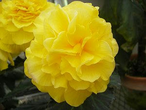 2009-06-23_hana3.jpg