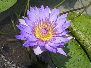 2009-06-23_hasu1.jpg