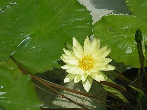 2009-06-23_hasu2.jpg