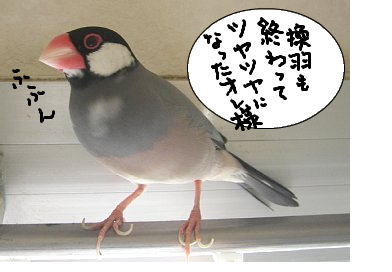 fimg_1250562809.png
