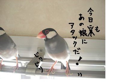 fimg_1250595838.png