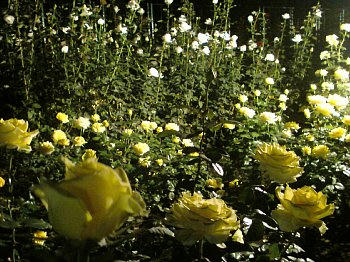 2009-10-18_18-rose1.jpg