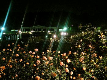 2009-10-18_18-rose2.jpg