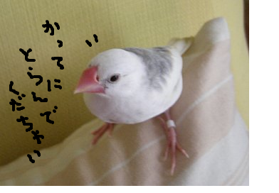 fimg_1258523750.png