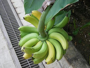 2009-11-26_banana3.jpg